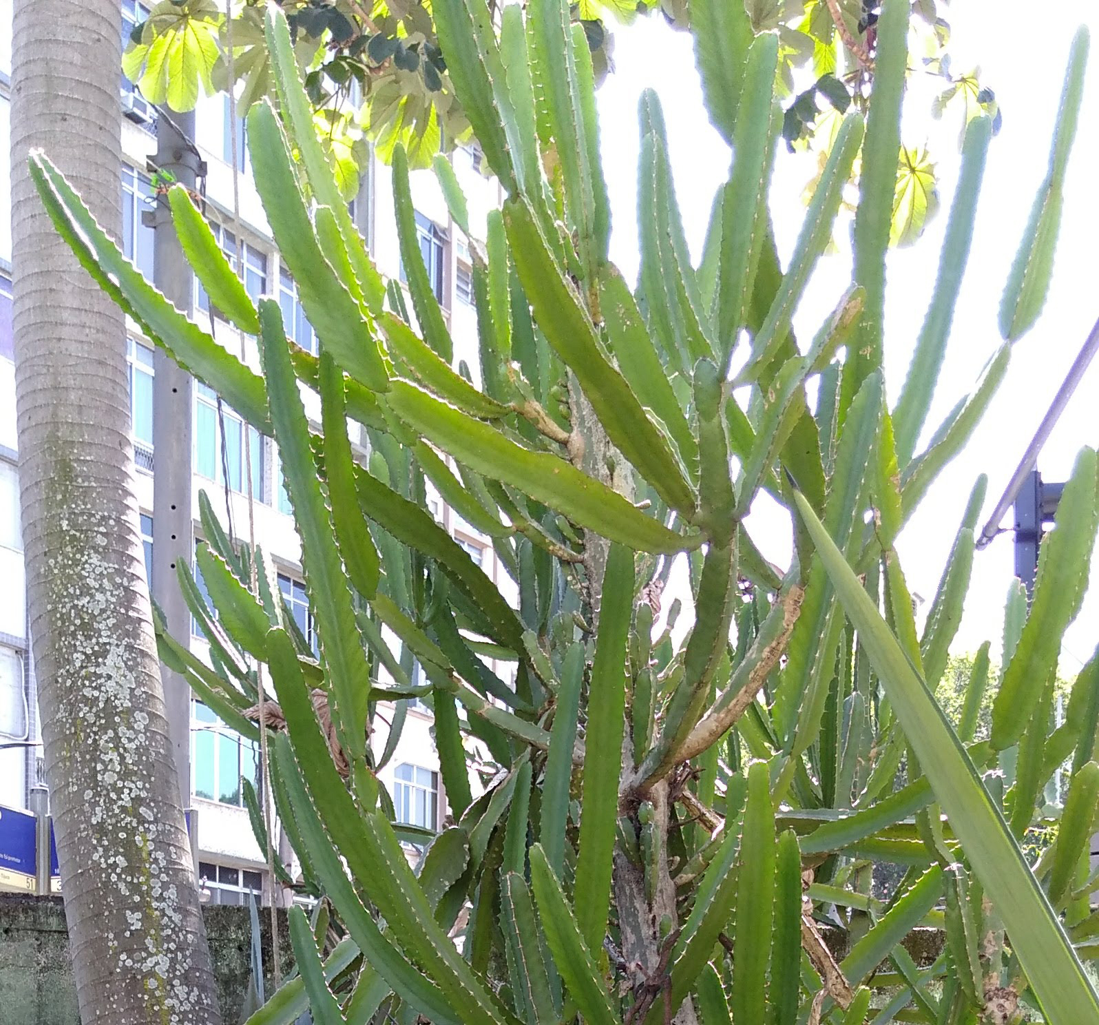 Semente de Cactus: Cacto N'Pele