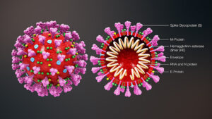 Estrutura Coronavirus.