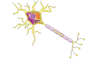 Detalhes internos de neurônios.