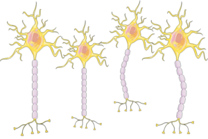 Estrutura de neurônios.