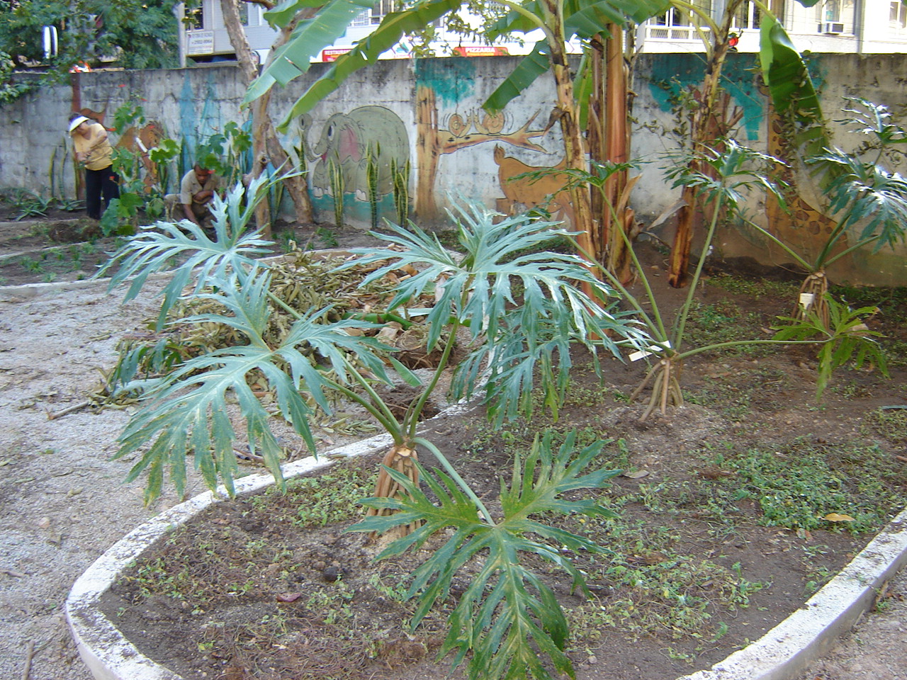 Plantio de plantas no Jardim Didático, 2006.