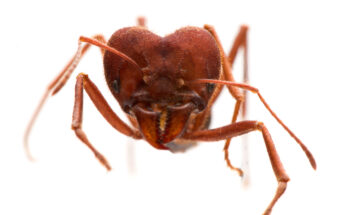 Vista frontal de formiga saúva, com destaque para a cabeça.
