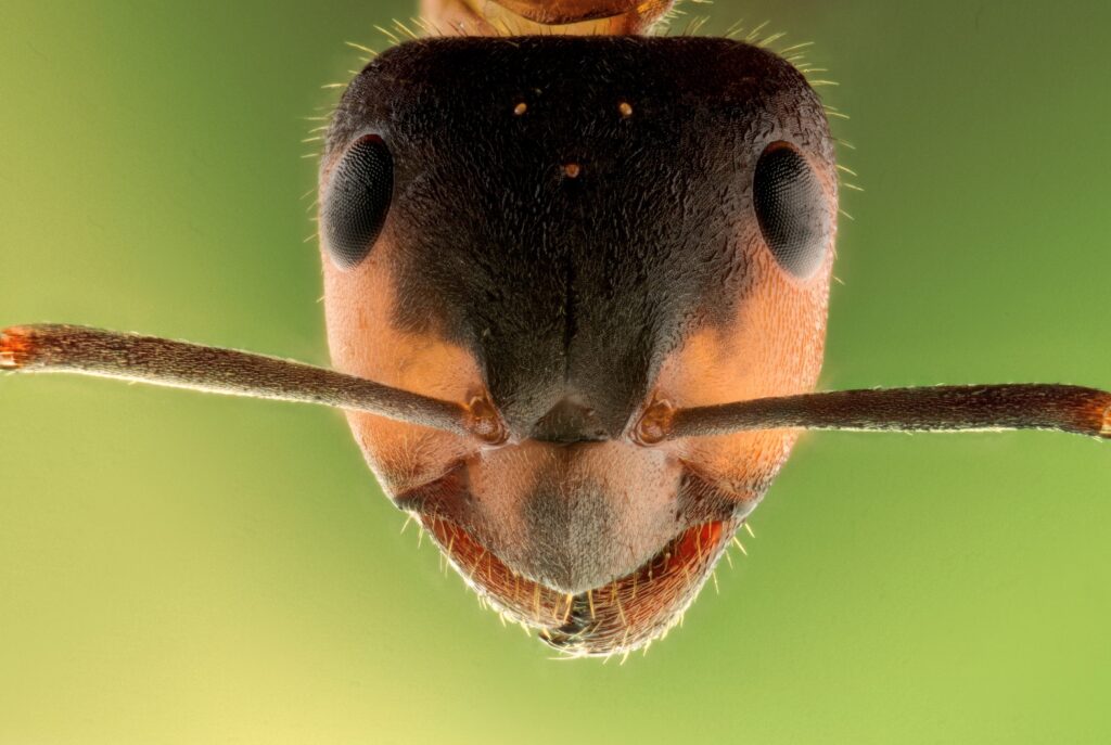 Sadia Se os seres humanos possuíssem olhos de águia, poderiam ver uma  formiga no chão do