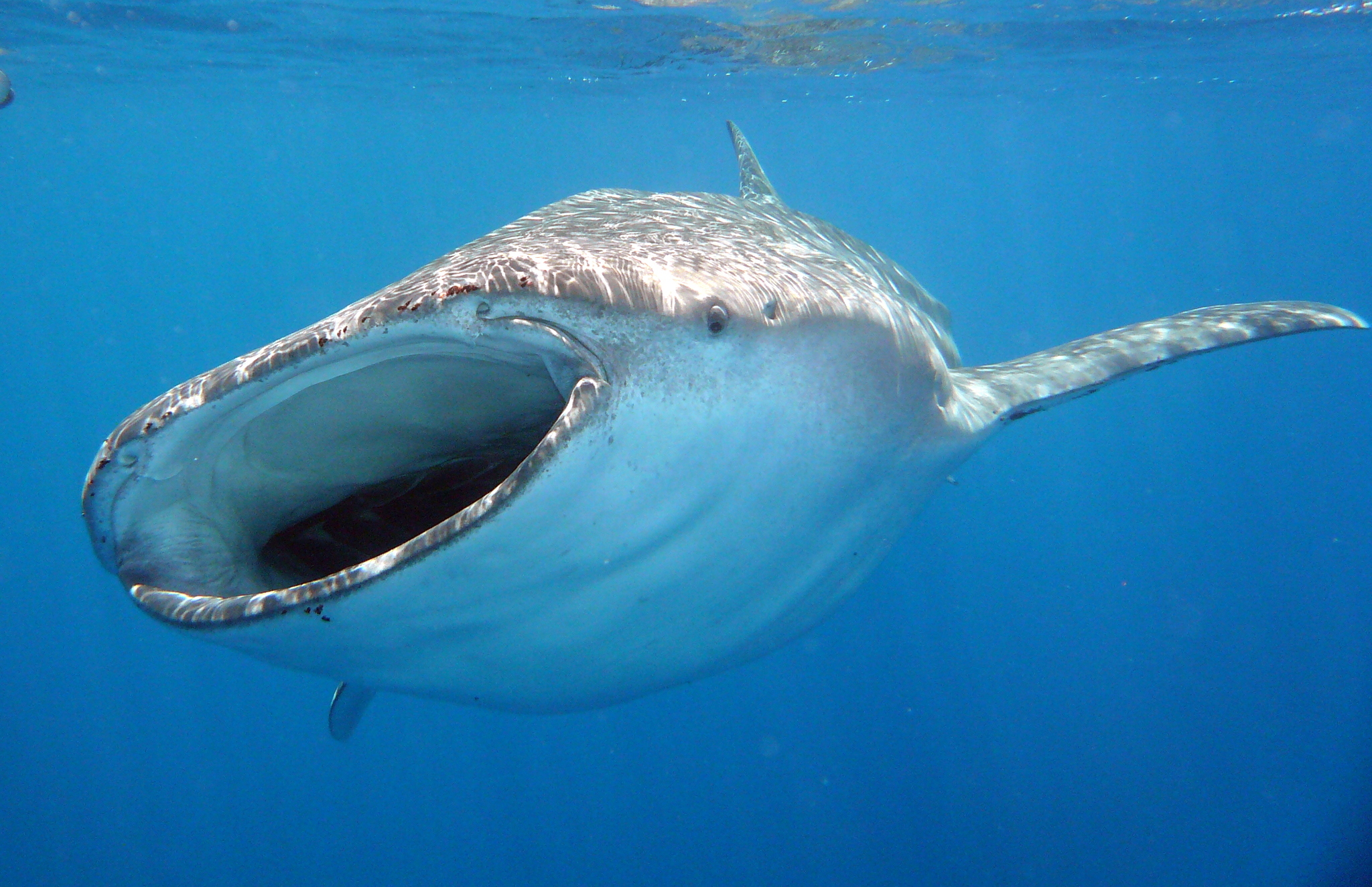 Tubarão-baleia – Wikipédia, a enciclopédia livre