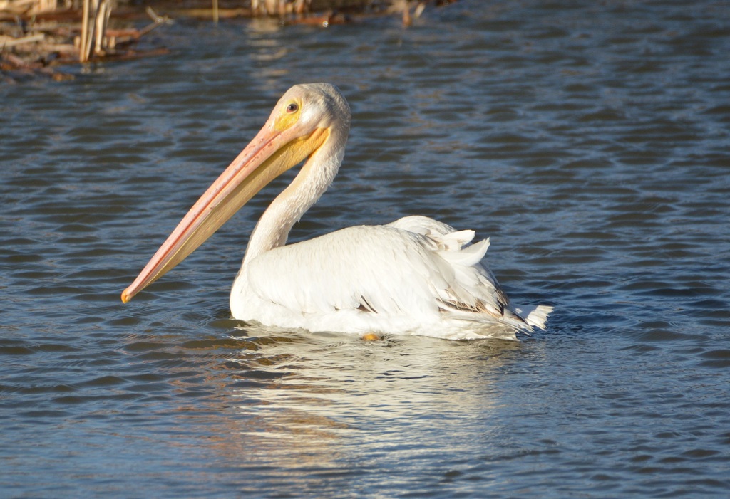 Pelicano-branco americano