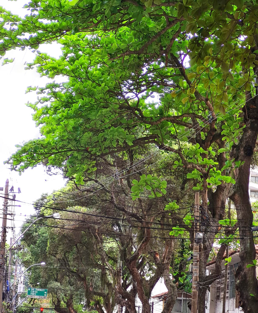 Dia da Árvore: dia bom para refletir sobre o verde que queremos e que nos  cerca – ECV