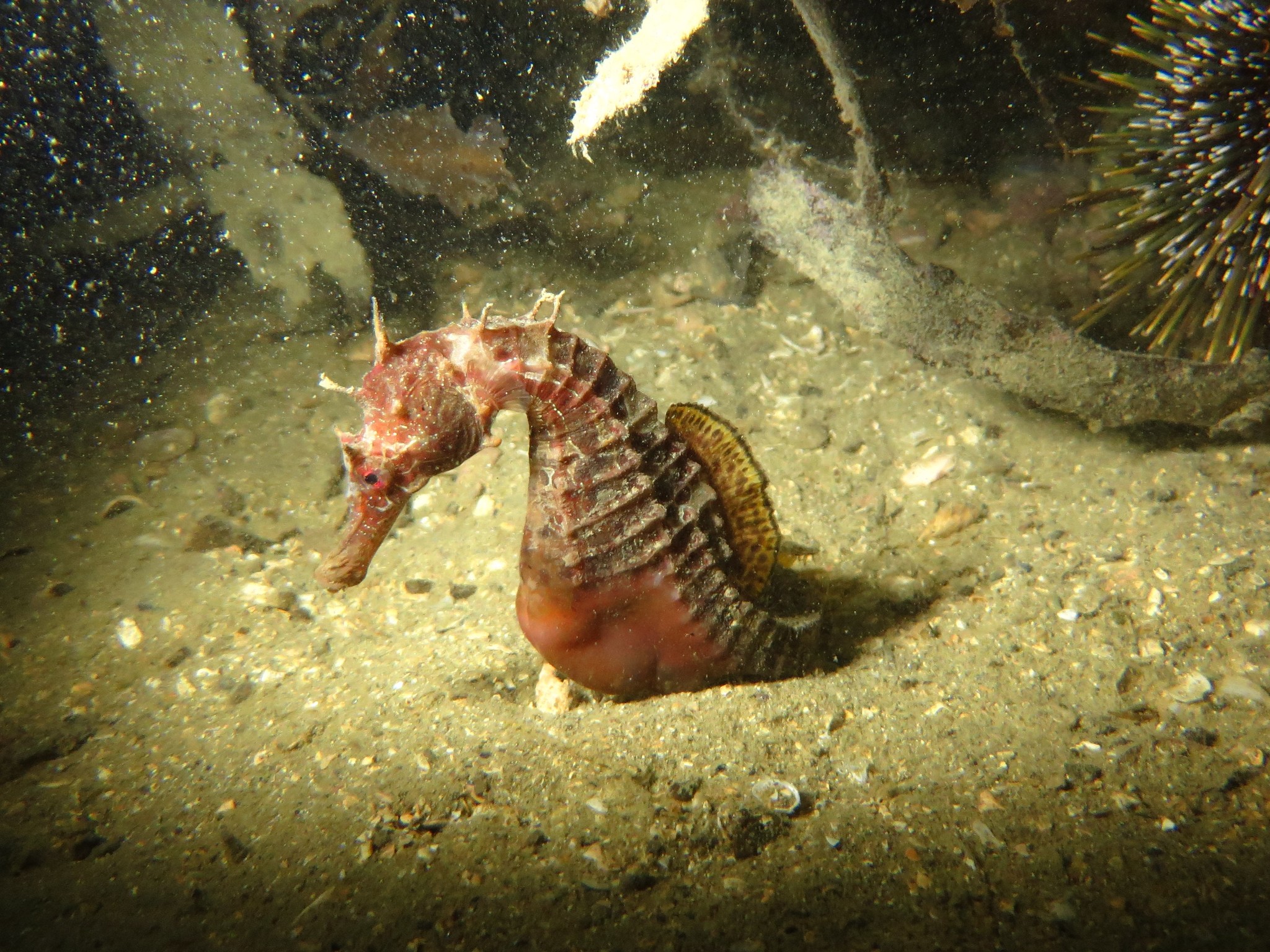 Peixe Cavalo Marinho. Hippocampus abdominalis.