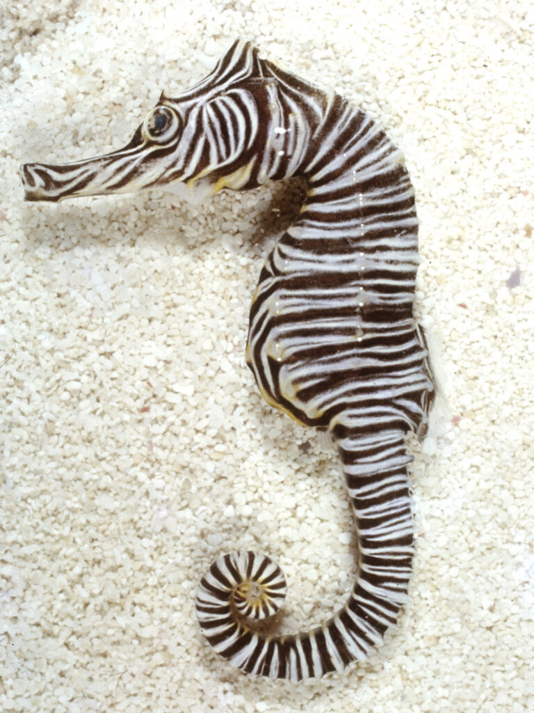 Peixe Cavalo Marinho. Hippocampus zebra