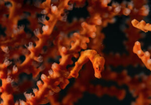 Pygmy seahorse in gorgonian, Papua New Guinea