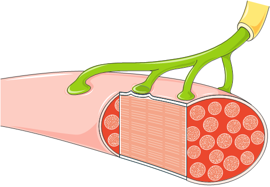 Sinapse neuromuscular.