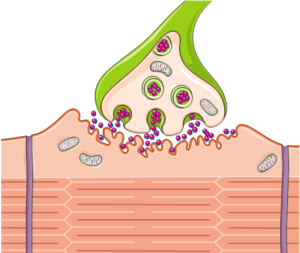 Sinapse neuromuscular.