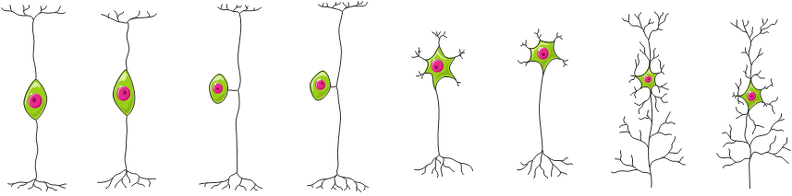 Diversidade de neurônios.