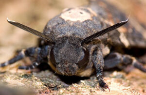 Acherontia-atropos