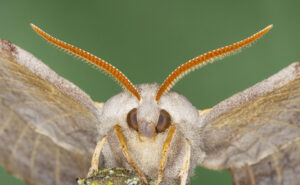 Mariposa gigante.