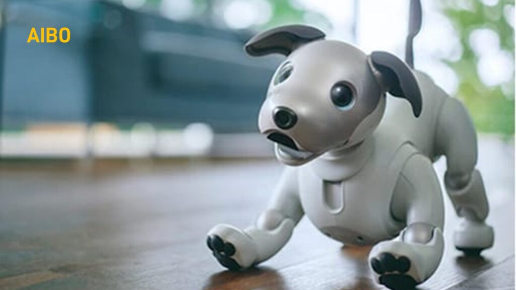 1998-2019 AIBO