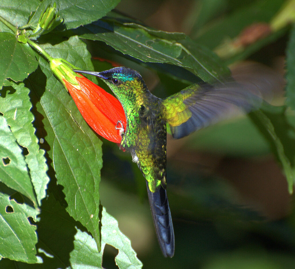 Thalurania_glaucopis. Thalu se alimenta enquanto encosta o corpo em outras partes da flor.