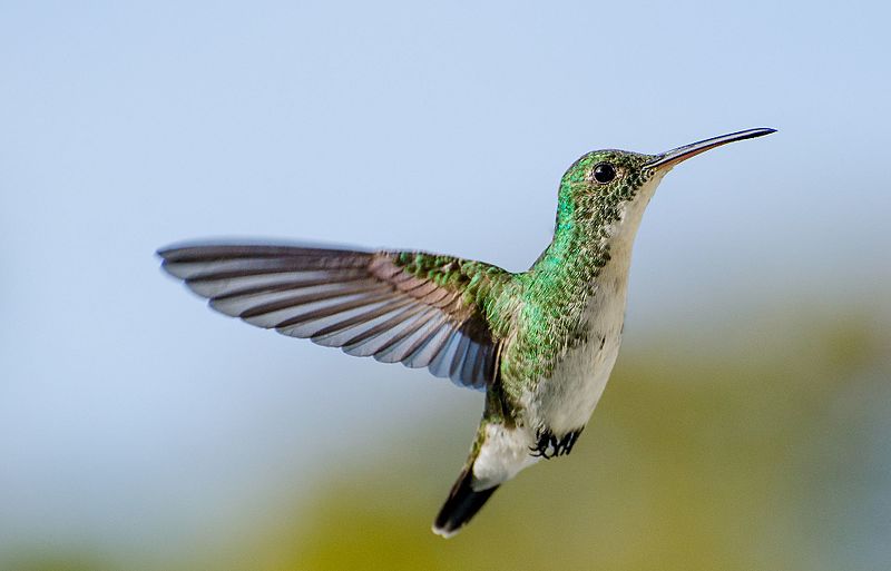 Beija-flor-de-barriga-branca_(Amazilia_leucogaster)_Ilhéus