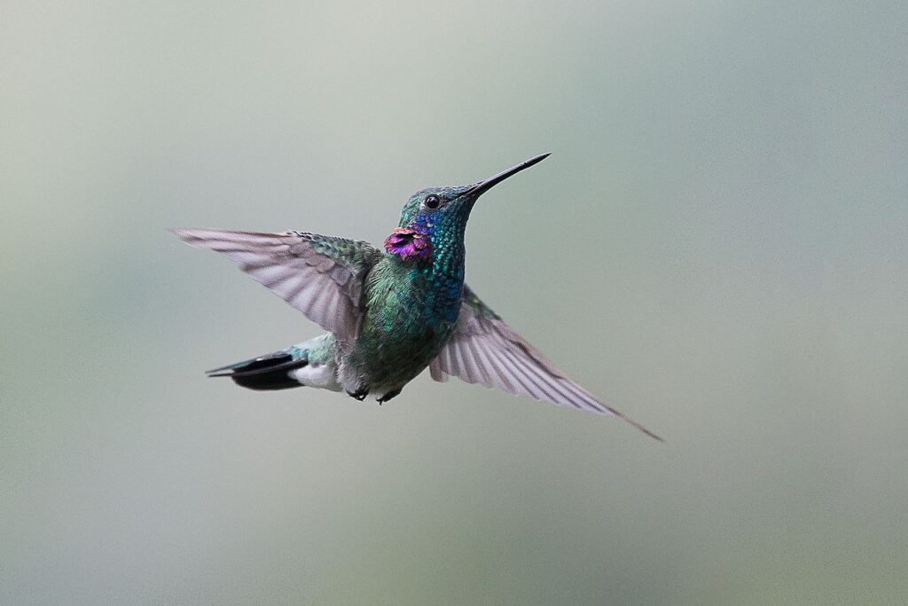 Beija flor de orelha violeta.