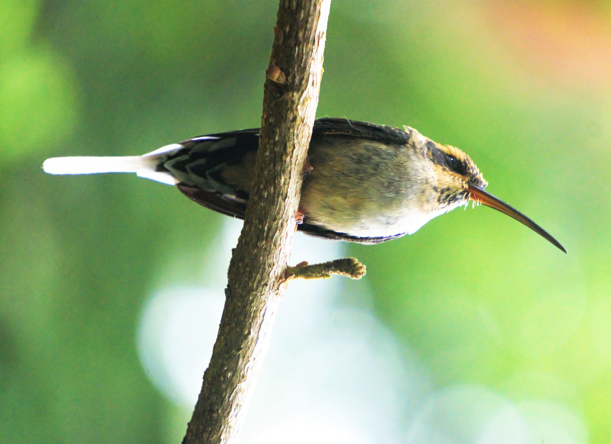 Beija-Flor descança em árvore