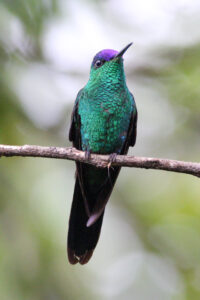 Beija-flor-de-fronte-violeta macho.