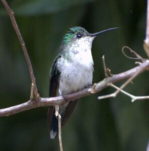 Beija-flor-de-fronte-violeta (Thalurania glaucopis​) fêmea.