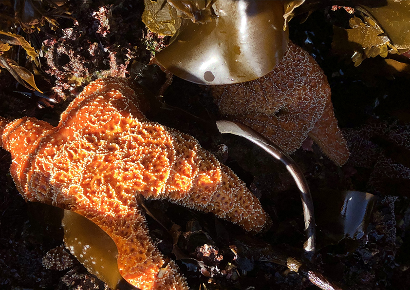 Pisaster ochraceus