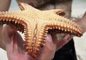 Oreaster reticulatus