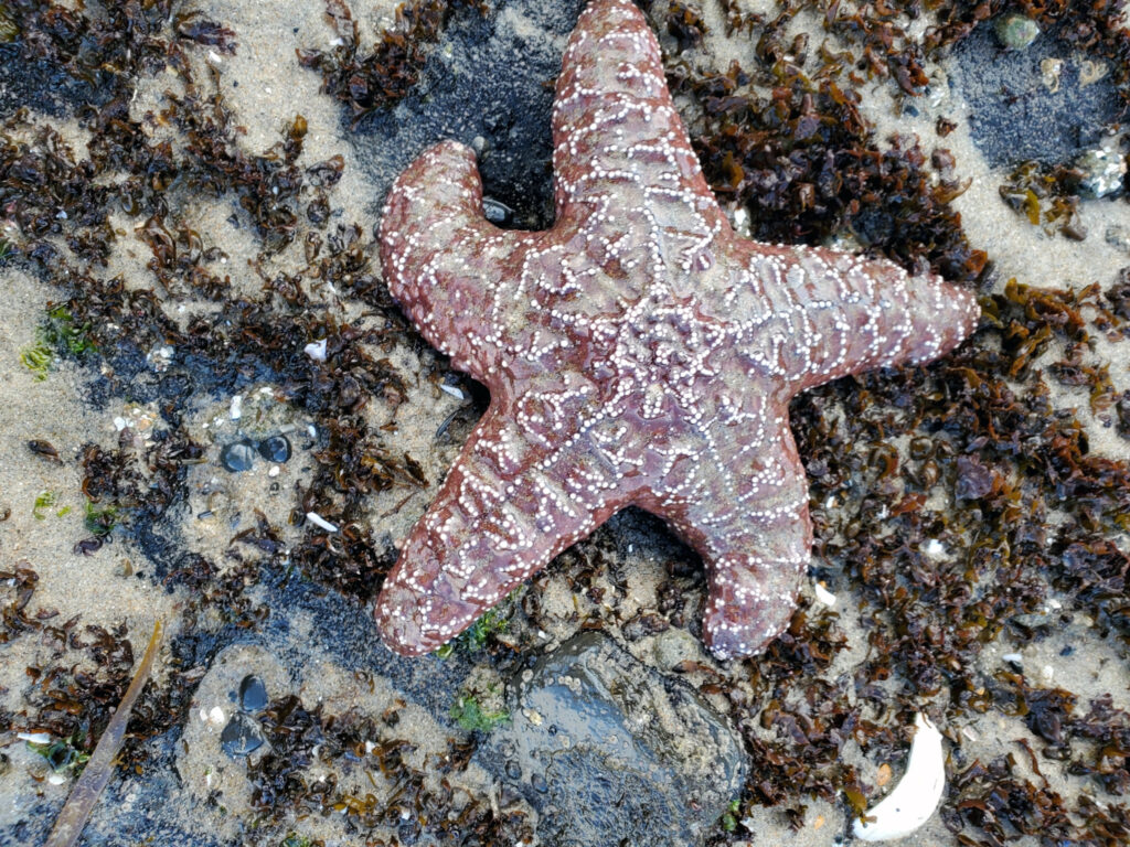 Pisaster ochraceus