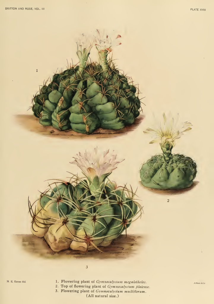 CACTUSA13