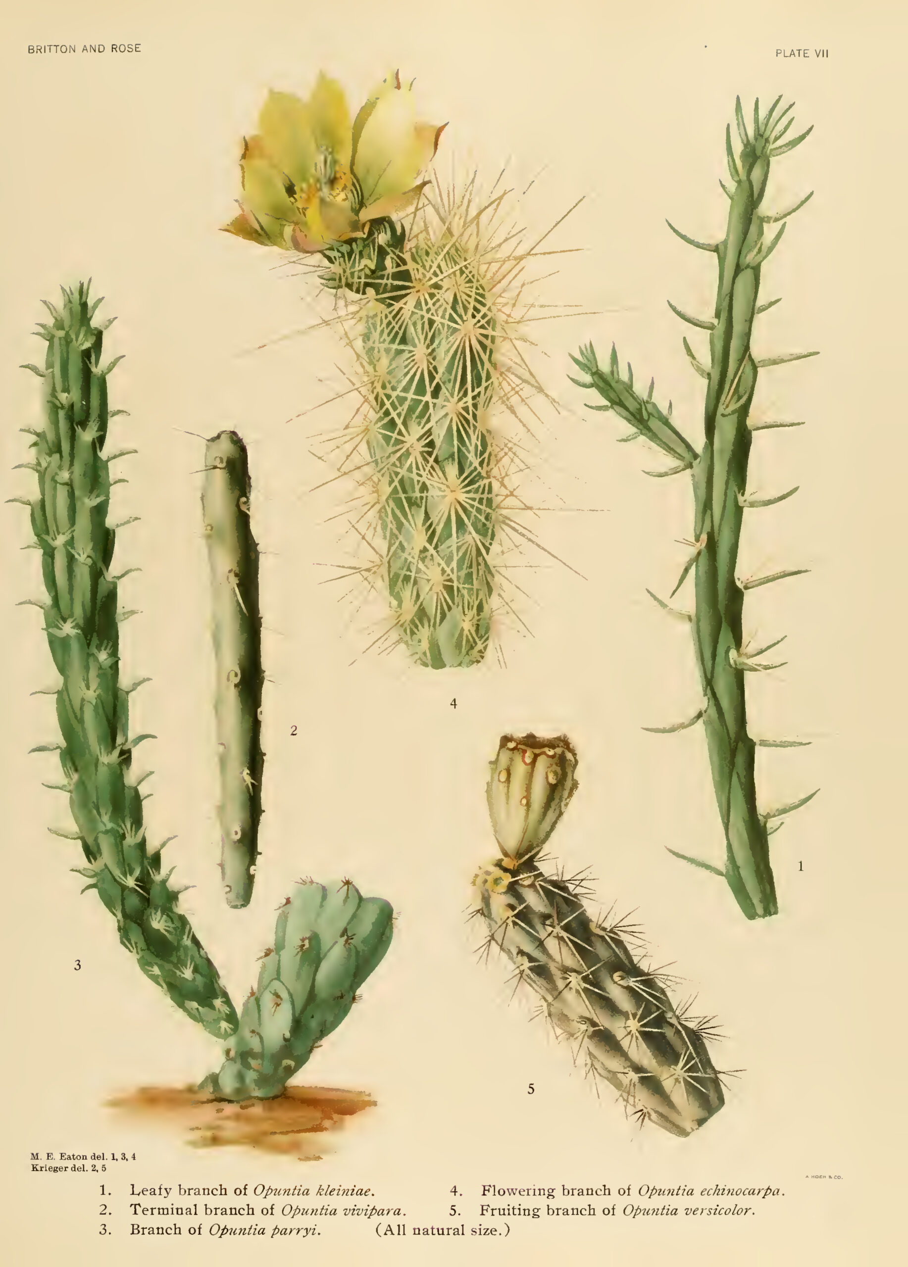 CACTUSB05