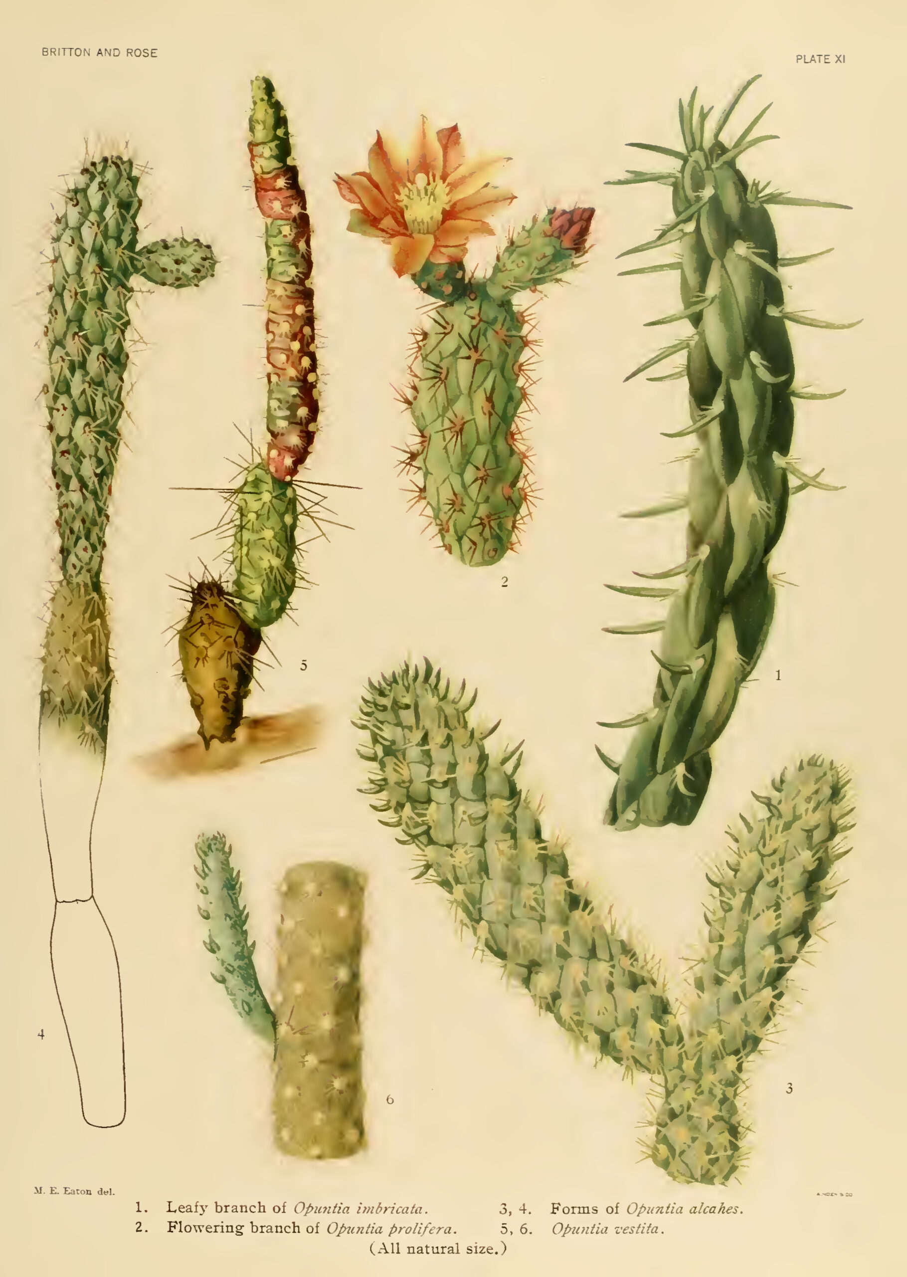 CACTUSB08