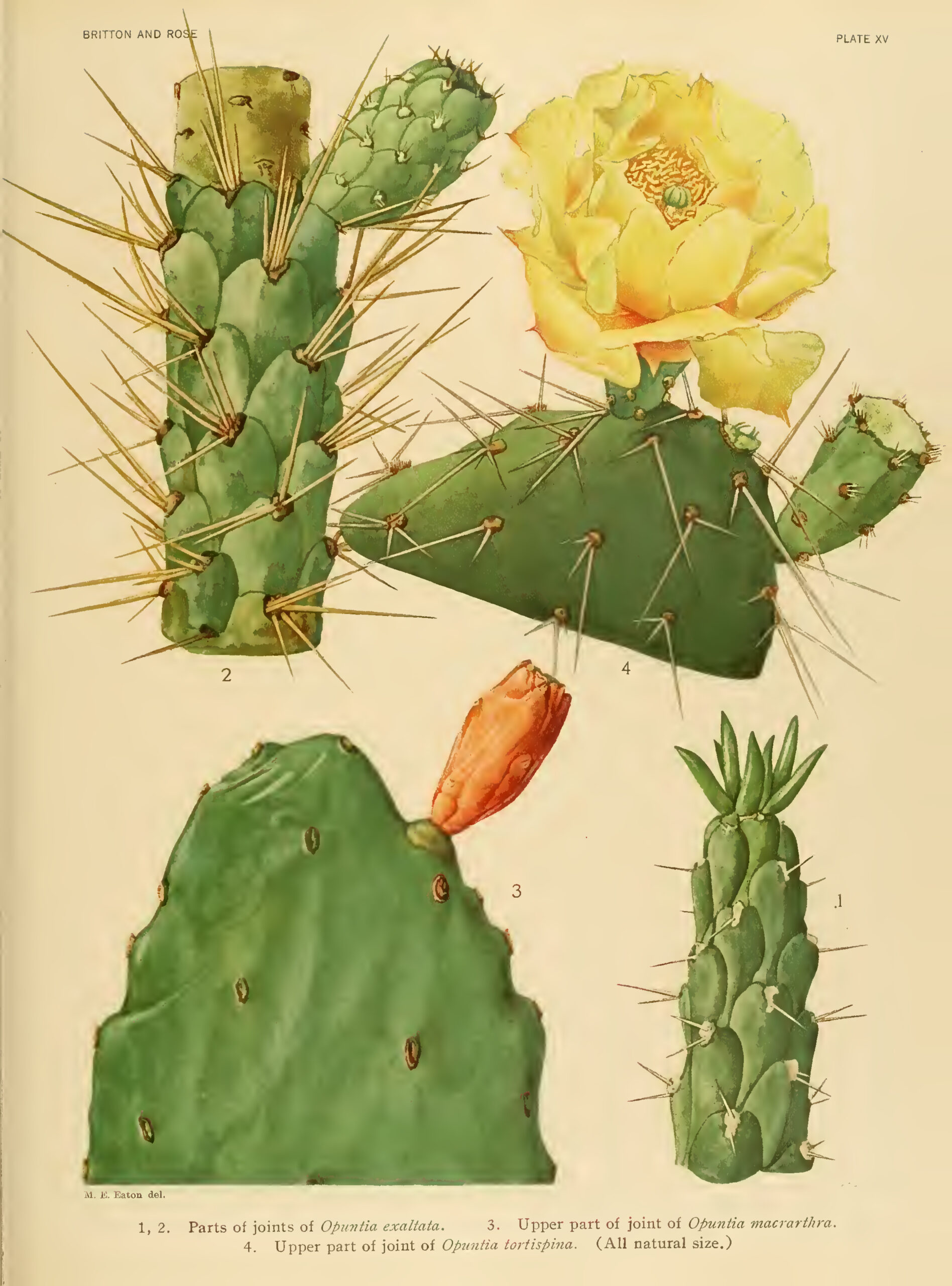 CACTUSB10