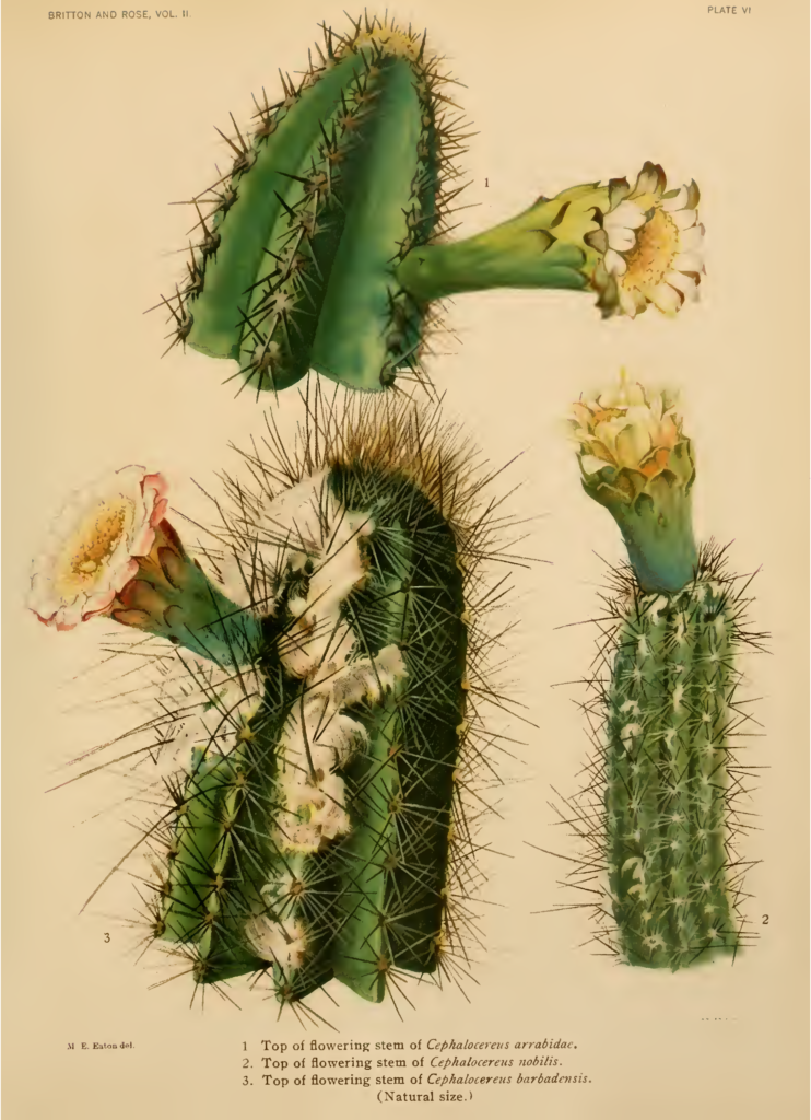 CACTUSC04