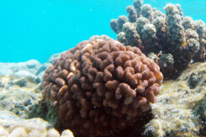 Pocillopora verrucosa