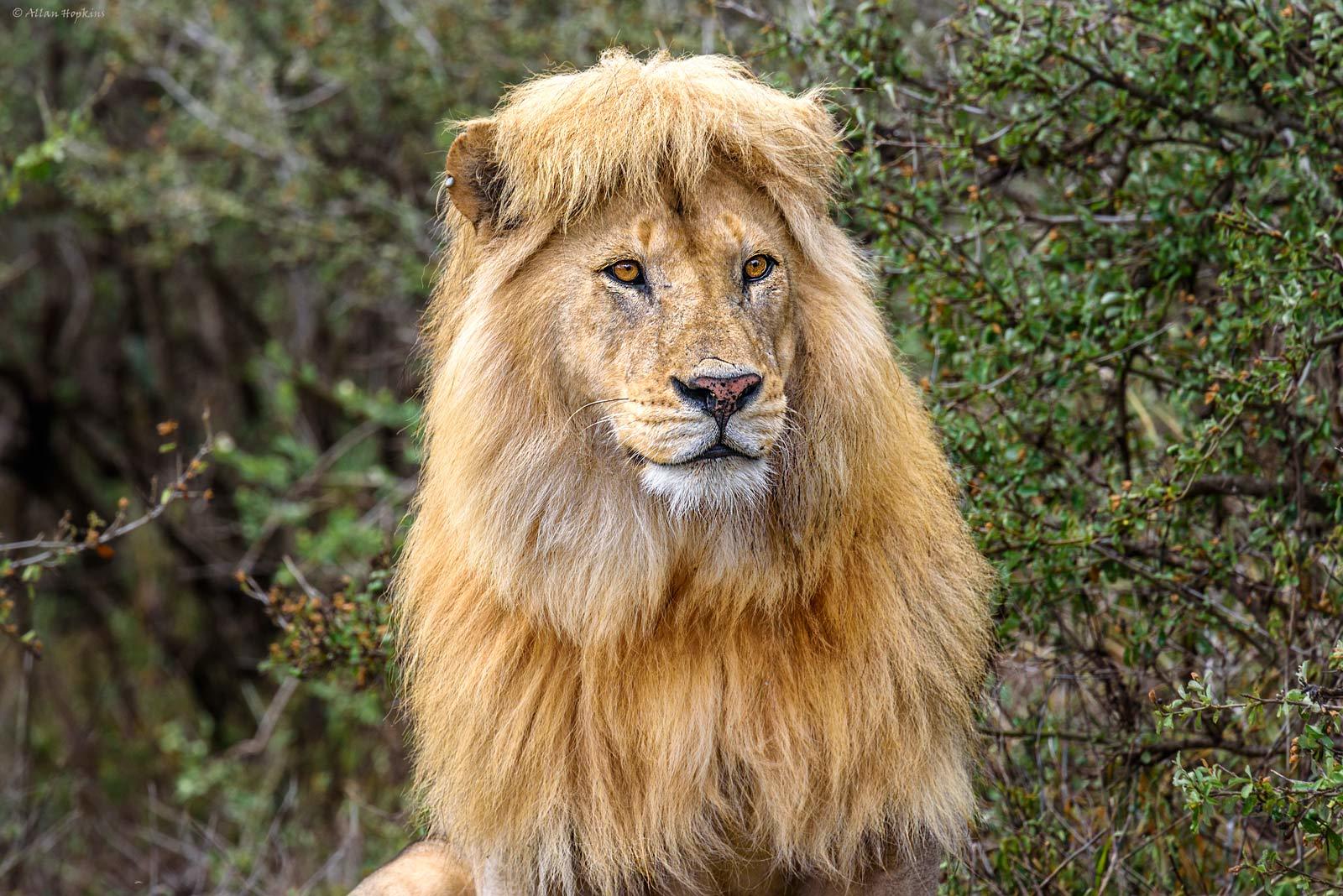 Leão com sua majestosa juba.