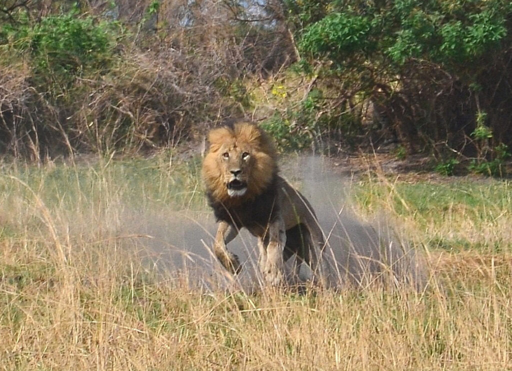 Leão caçando.