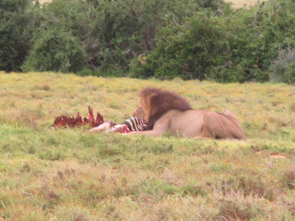 Leão comendo uma zebra.