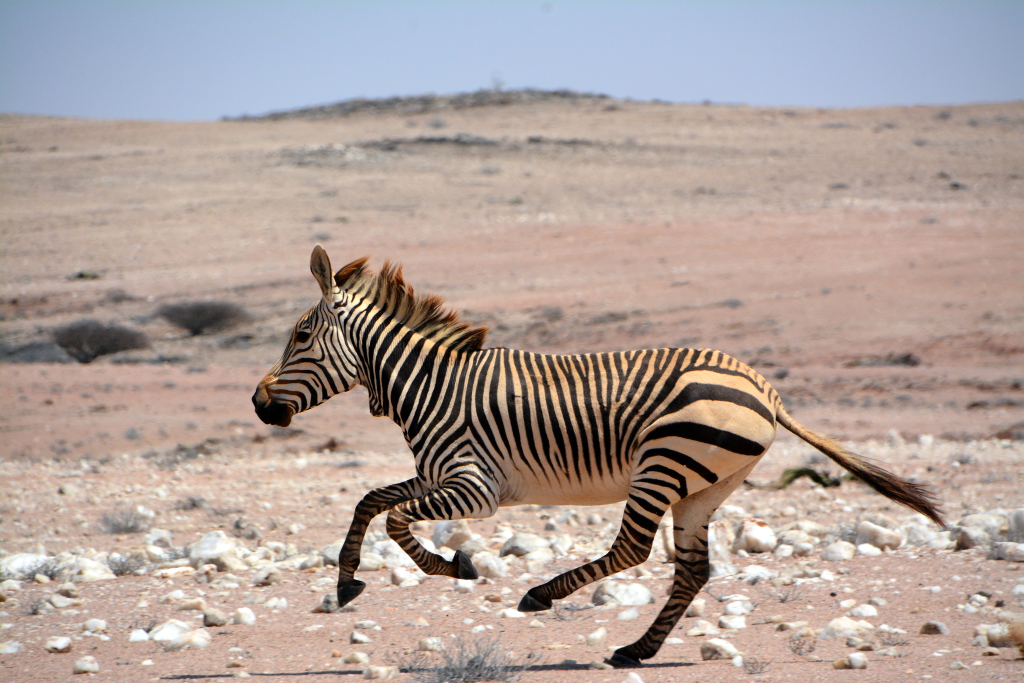 Zebra correndo na planície.