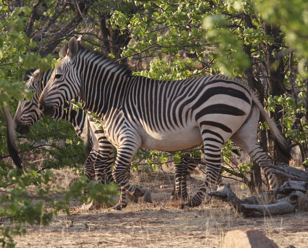 Zebras entre plantas.