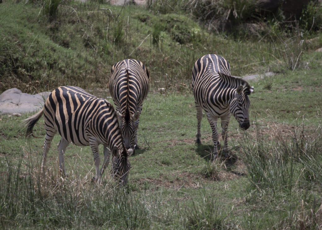 3 zebras pastando.