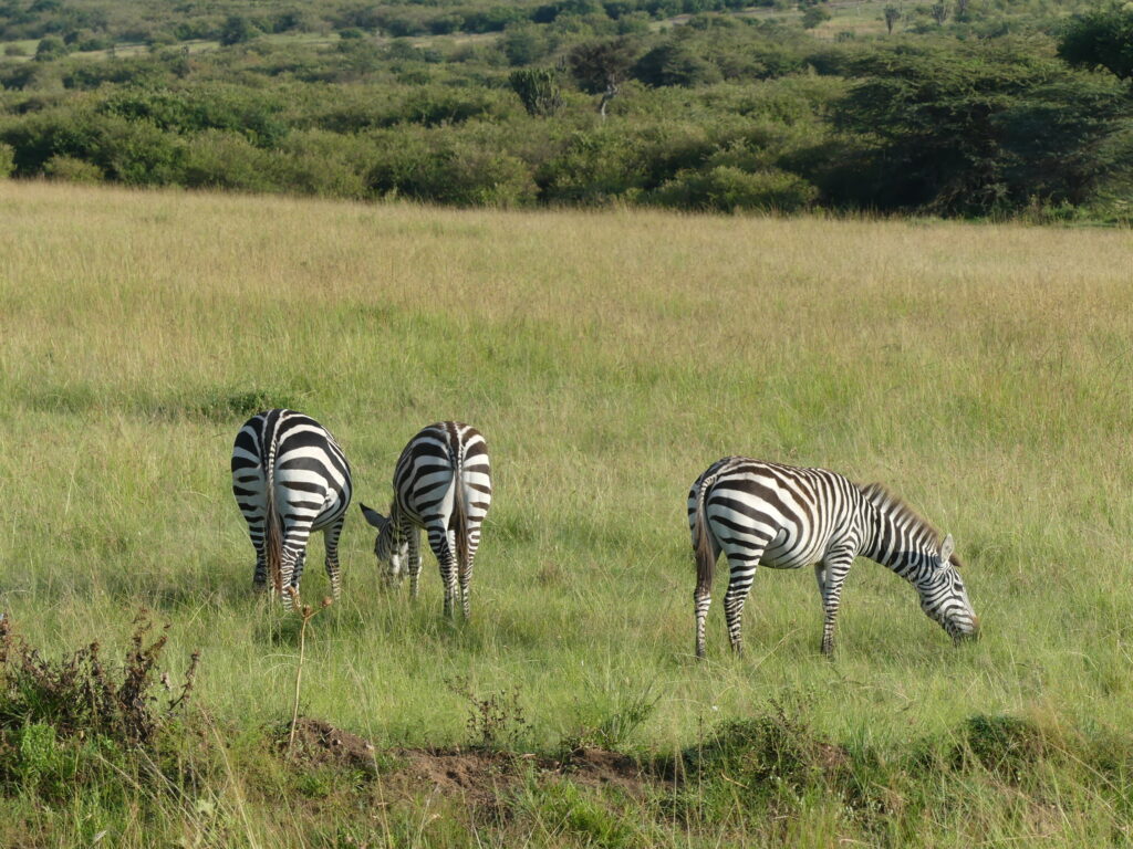 3 zebras pastando.