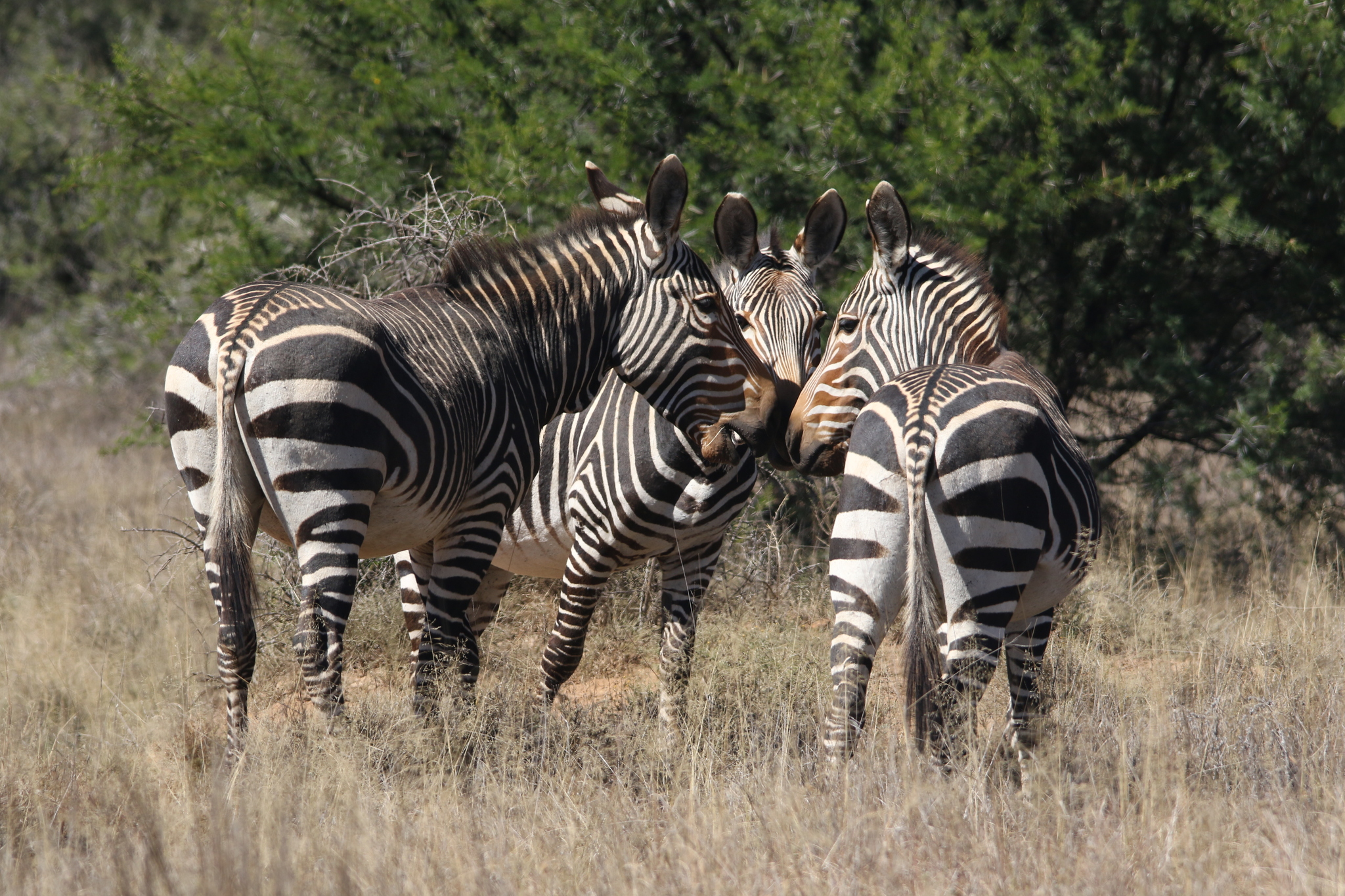 3 zebras se olhando juntinhas.