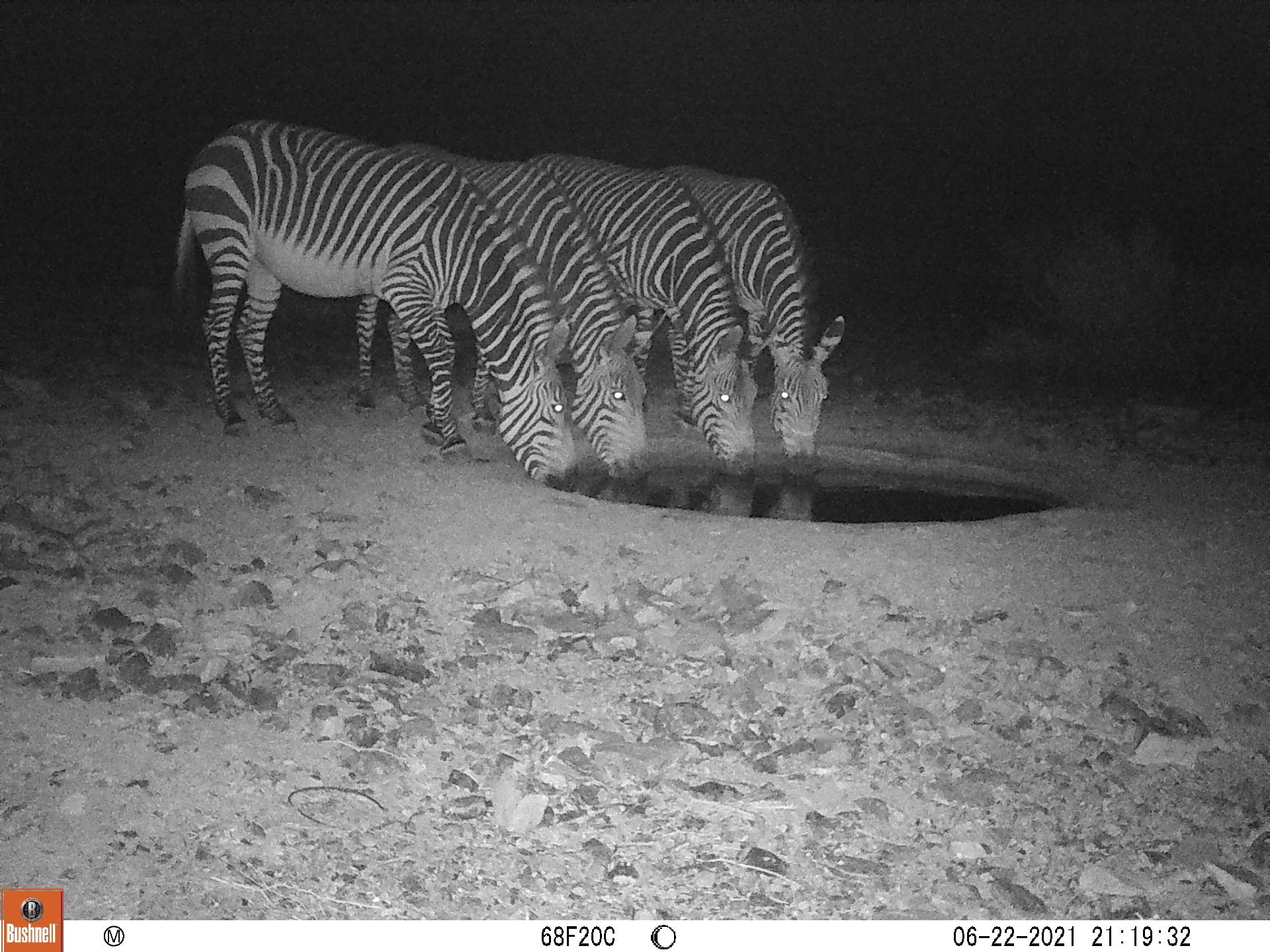 Zebras bebendo água num poço à noite.