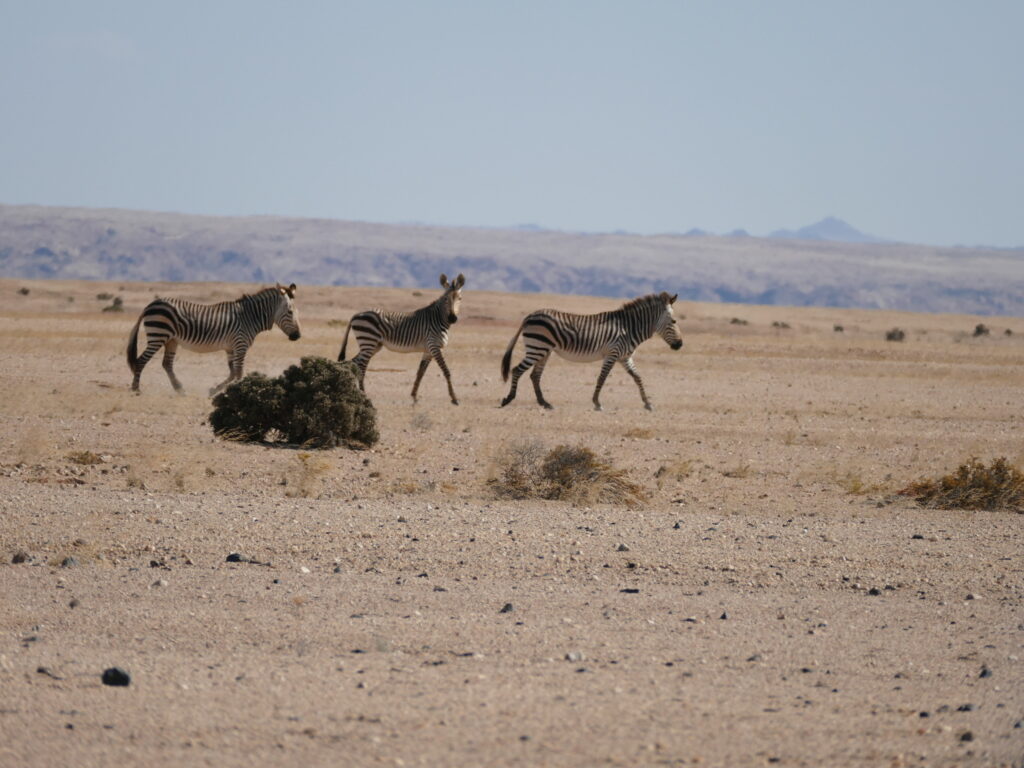 3 zebras da montanha.