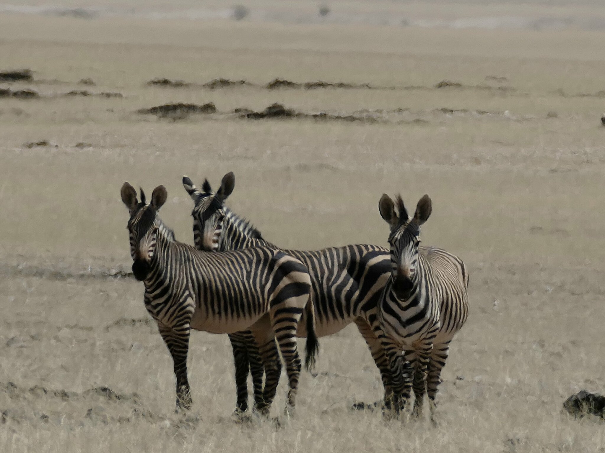 Três zebras