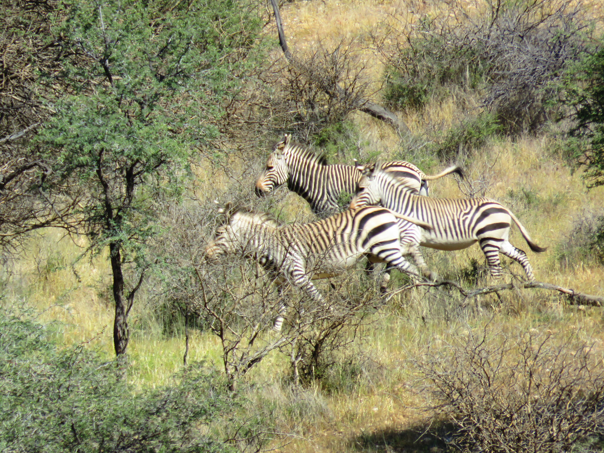 Zebras na mata.