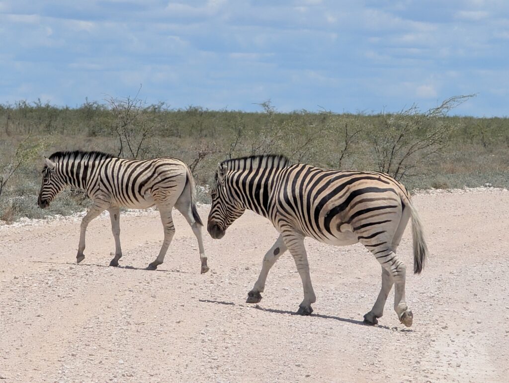 Zebras atravessando uma estrada de terra.