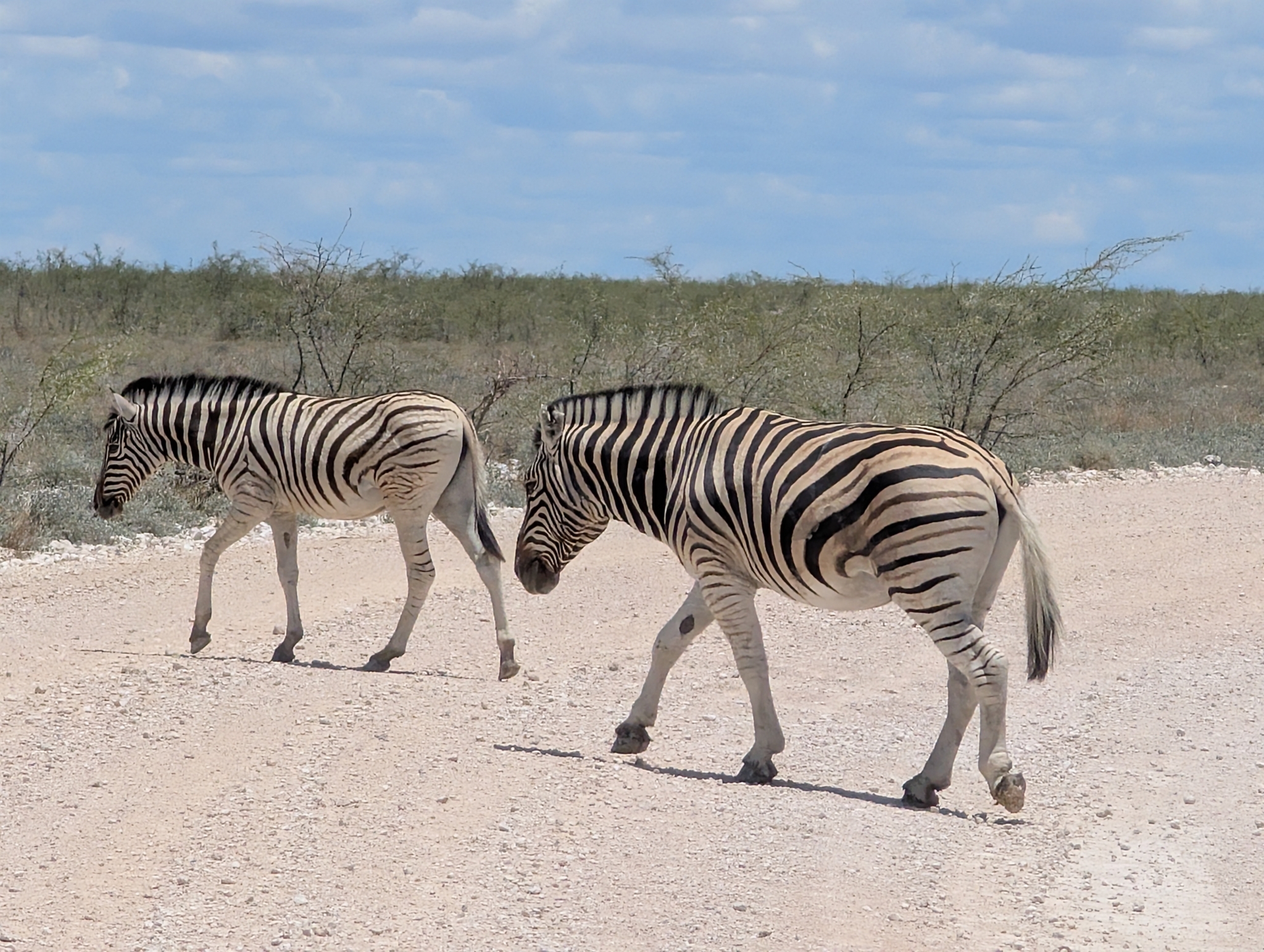 Zebras atravessando uma estrada de terra.