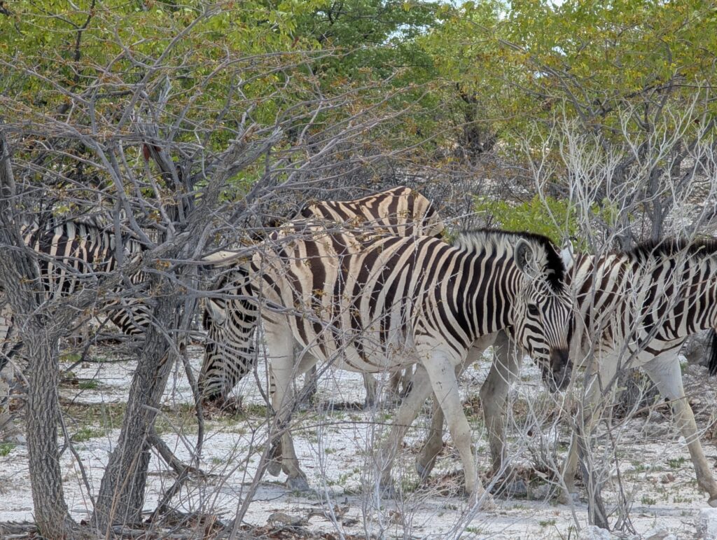 Zebras na mata.