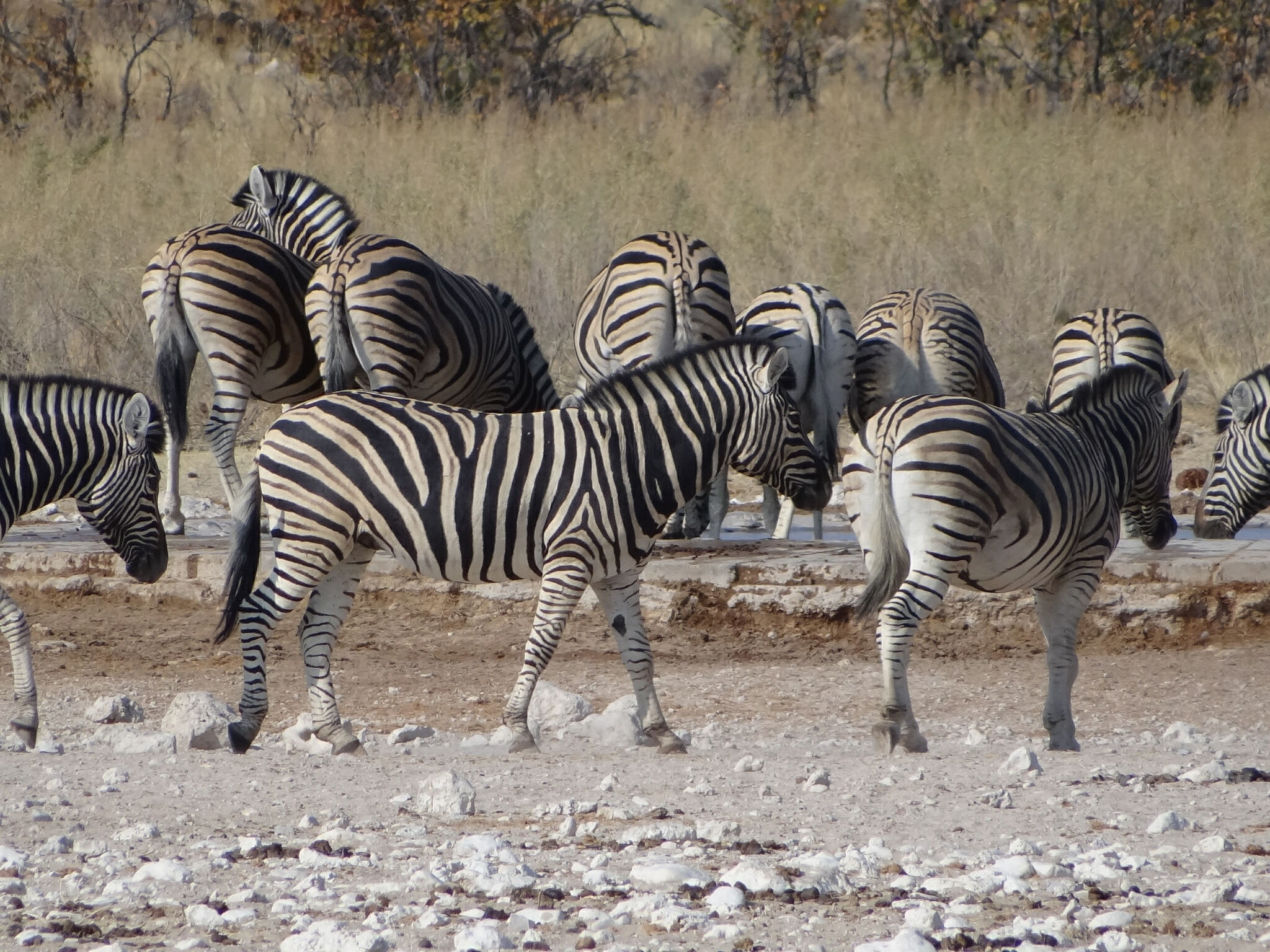 Zebras na mata.